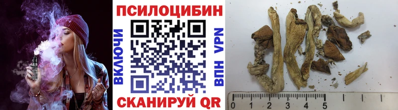 Купить закладки  Суджа  Псилоцибиновые грибы мицелий 